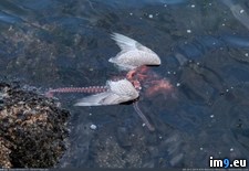 Tags: octopus, seagull, wtf (Pict. in My r/WTF favs)