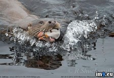 Tags: captures, feelings, opinion, otter, puffin, unpopular, wtf (Pict. in My r/WTF favs)