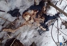 Tags: body, detroit, frozen, melted, partially, skeletonized, snow, wtf (Pict. in My r/WTF favs)