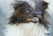 Tags: contest, contestant, dog, peanut, top, ugliest, wtf, years (Pict. in My r/WTF favs)
