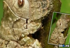 Tags: nymph, pseudophyllinae, wtf (Pict. in My r/WTF favs)