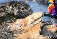 Tags: graphic, local, rabbits, rescued, shelter, volunteer, warning, wtf (Pict. in My r/WTF favs)