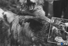 Tags: dog, experiment, headed, results, soviet, two, wtf (Pict. in My r/WTF favs)