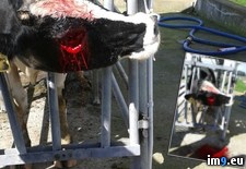 Tags: cow, cut, eye, get, out, saw, work, wtf (Pict. in My r/WTF favs)