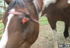 Tags: halters, horse, horses, nylon, owners, seasoned, turn, wtf (Pict. in My r/WTF favs)
