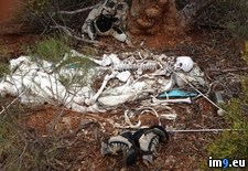 Tags: backpacker, campsite, remains, skeletal, wtf (Pict. in My r/WTF favs)