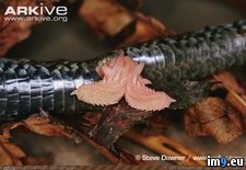 Tags: dicks, snake, wtf (Pict. in My r/WTF favs)