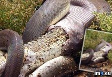 Tags: croc, eating, shit, snake, wtf (Pict. in My r/WTF favs)