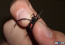 Tags: bare, handed, one, pick, spiders, wtf (Pict. in My r/WTF favs)