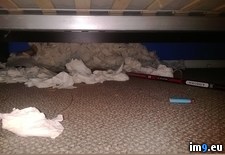 Tags: bed, cat, for, him, roommates, sterilize, was, wtf (Pict. in My r/WTF favs)