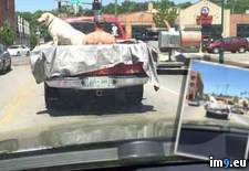 Tags: dog, driving, girlfriend, guy, pickup, truck, was, washing, wtf (Pict. in My r/WTF favs)