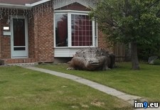 Tags: decoration, front, lawn, neighbour, wtf (Pict. in My r/WTF favs)