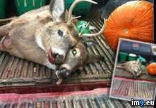 Tags: deer, headed, shot, two, uncle, wtf (Pict. in My r/WTF favs)