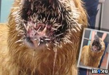 Tags: bit, dog, porcupine, wtf (Pict. in My r/WTF favs)