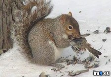 Tags: eat, nuts, squirrels, wtf (Pict. in My r/WTF favs)