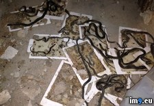 Tags: pad, snake, traps, wtf (Pict. in My r/WTF favs)