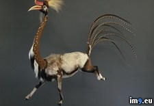 Tags: artist, endangered, prison, species, strange, taxidermy, wtf (Pict. in My r/WTF favs)
