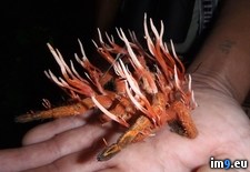 Tags: caused, cordyceps, fungus, infected, outbreak, tarantula, wtf, zombie (Pict. in My r/WTF favs)