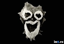 Tags: amoeba, brain, eating, face, wtf (Pict. in My r/WTF favs)