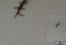Tags: bathroom, gecko, had, tails, two, wtf (Pict. in My r/WTF favs)