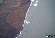 Tags: alaska, appeared, coast, suddenly, walruses, wtf (Pict. in My r/WTF favs)