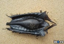 Tags: australian, coming, egg, feel, ghostshark, good, laid, wtf (Pict. in My r/WTF favs)