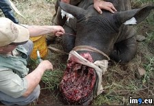 Tags: poachers, rhino, wtf (Pict. in My r/WTF favs)