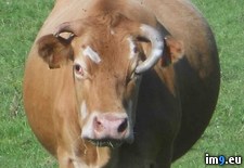 Tags: cow, picture, wtf, years (Pict. in My r/WTF favs)