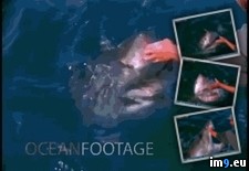 Tags: shark, toying, wtf (GIF in My r/WTF favs)