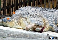 Tags: alligator, arm, clenched, human, jaw, off, ripped, tranquilized, wtf (Pict. in My r/WTF favs)