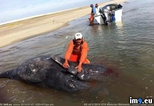 Tags: ashore, baja, california, headed, two, washes, whale, wtf (Pict. in My r/WTF favs)