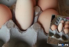 Tags: chickens, ducks, egg, laid, one, raise, wtf (Pict. in My r/WTF favs)