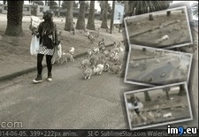 Tags: feral, hundreds, mobbed, rabbits, woman, wtf (GIF in My r/WTF favs)