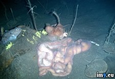 Tags: babies, ocean, scary, wtf (Pict. in My r/WTF favs)