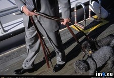 Tags: poodles, yacht (Pict. in National Geographic Photo Of The Day 2001-2009)