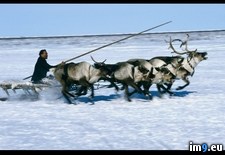 Tags: reindeer, sale, yar (Pict. in National Geographic Photo Of The Day 2001-2009)