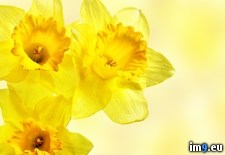 Tags: daffodils, yellow (Pict. in Beautiful photos and wallpapers)