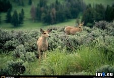 Tags: deer, mule, yellowstone (Pict. in National Geographic Photo Of The Day 2001-2009)