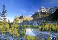 Tags: british, columbia, larch, national, park, valley, yoho (Pict. in Beautiful photos and wallpapers)