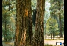 Tags: americanus, bear, climbing, national, park, sequoia, tree, ursus, yosemite (Pict. in Branson DeCou Stock Images)