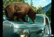 Tags: americanus, bear, buick, car, hood, national, park, ursus, yosemite (Pict. in Branson DeCou Stock Images)