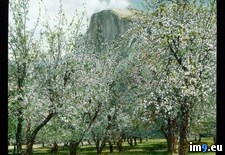 Tags: apple, blossoming, curry, dome, national, orchard, park, trees, village, yosemite (Pict. in Branson DeCou Stock Images)
