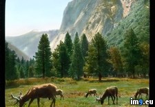 Tags: elk, grazing, national, park, valley, yosemite (Pict. in Branson DeCou Stock Images)