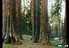 Tags: giant, giganteum, grove, mariposa, national, park, sequoiadendron, sequoias, yosemite (Pict. in Branson DeCou Stock Images)