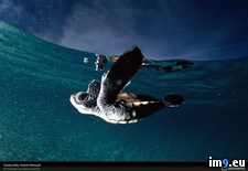 Tags: french, polynesia, turtle, young (Pict. in National Geographic Photo Of The Day 2001-2009)