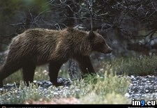 Tags: grizzly, yukon (Pict. in National Geographic Photo Of The Day 2001-2009)