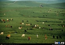Tags: bar, hill, ranch, spring (Pict. in National Geographic Photo Of The Day 2001-2009)