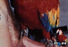 Tags: image (Pict. in Misparidas)