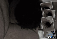 Tags: billy, billyevans, blowing, blowjob, chaser, chocking, chubby, cock, evans, lolitzbj, oral, sissy (GIF in Lolitzbj Billy evans Chocking On Chubby Dick)