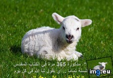 Tags: image (Pict. in Wadie 0)